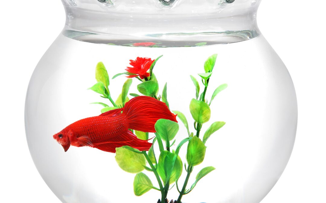 1 Gallon Scalloped Fish Bowl