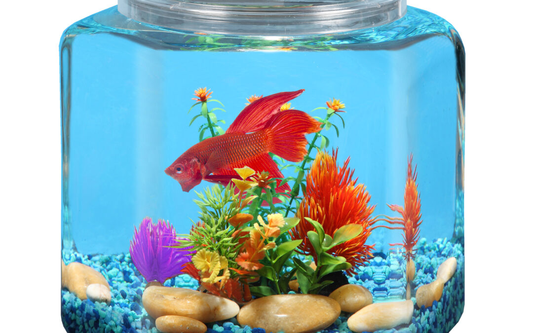 2 Gallon Hex Fish Bowl Tank with LED Lighting