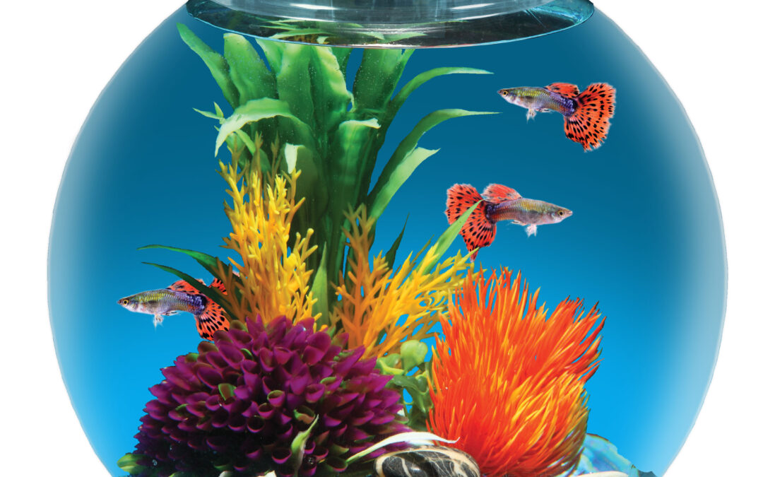 3 Gallon Globe Fish Bowl PET-ASZHA02